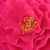 Roz - Trandafir pentru straturi Floribunda - Souvenir d'Edouard Maubert